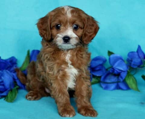 Adorable Cavapoo puppy sitting upright on a turquoise backdrop, surrounded by vivid blue flowers and looking sweetly at the camera.