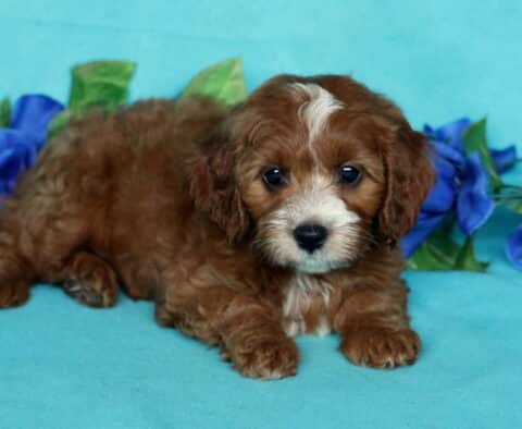 Sweet Cavapoo puppy with a soft red and white coat laying on a teal blanket, with bright blue artificial roses in the background.