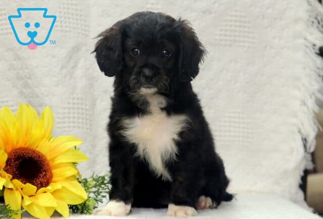 Black Cavapoo puppy with a white chest and white paws, sitting on a textured white blanket next to a large sunflower and greenery. image