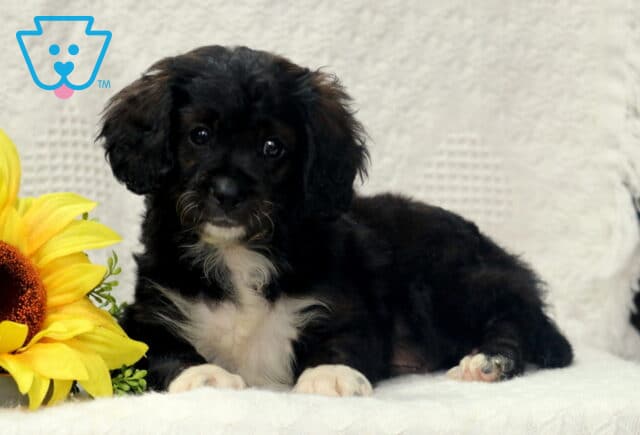 Black and white Cavapoo puppy with curly fur lying on a white blanket beside a bright yellow sunflower. image