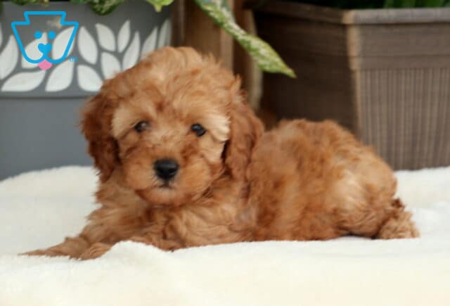 Adorable light red Toy Poodle puppy lying on a plush white blanket, looking relaxed with soft, curly fur and potted plants in the background. image