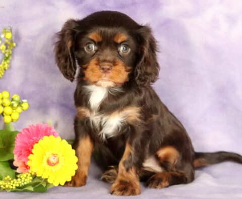 Adorable Cavalier King Charles Spaniel puppy with a shiny chocolate and tan coat and a white patch on the chest, sitting alertly on a lavender backdrop beside bright yellow and pink flowers with green berries.