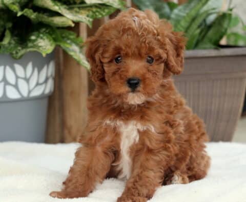 Adorable red Toy Poodle puppy with a white chest patch sitting on a cozy white blanket, looking sweetly at the camera with potted plants in the background.