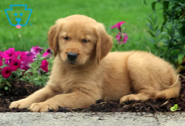 Golden Retriever puppy resting on a garden bed near a walkway, with its head slightly tilted and surrounded by bright pink flowers and greenery. image