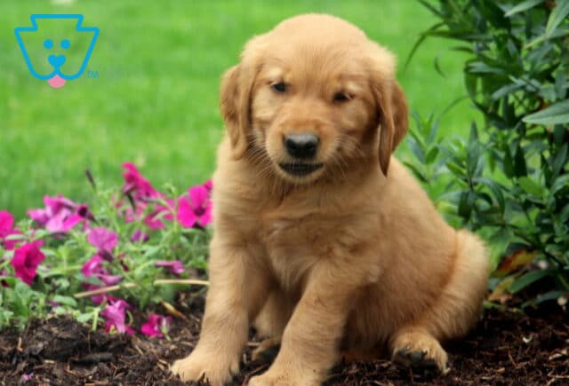 Fluffy Golden Retriever puppy sitting on a garden bed beside pink flowers, mid-expression with eyes partially closed and mouth slightly open, giving a playful or squinty look. image
