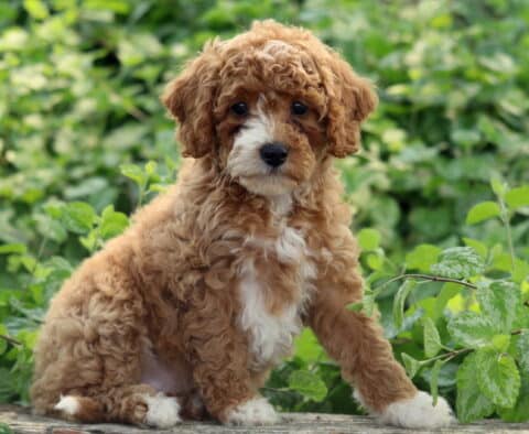 Adorable Cavapoo puppy with curly reddish-brown fur and a white chest, sitting confidently on a wooden surface surrounded by lush green foliage.