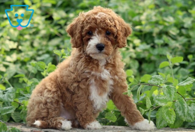 Adorable Cavapoo puppy with curly reddish-brown fur and a white chest, sitting confidently on a wooden surface surrounded by lush green foliage. image