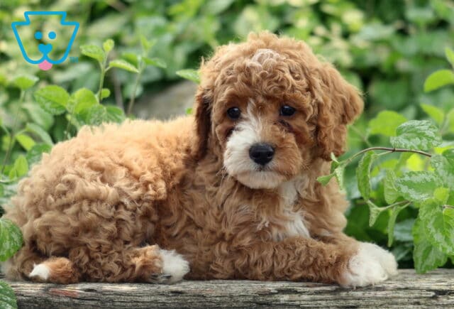 Curly-coated Cavapoo puppy lying down on a rustic wooden surface with bright green leaves in the background, looking sweetly at the camera with soulful eyes. image