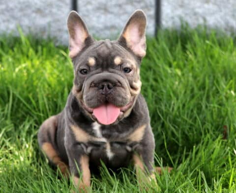 Happy French Bulldog puppy with a blue and tan coat sits in the grass with tongue out and ears standing tall, looking directly at the camera.