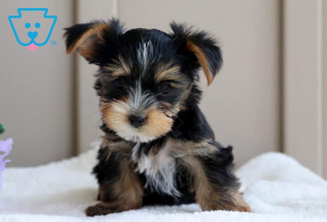Fluffy Yorkie puppy with perked ears and tan eyebrows sits on a soft white blanket near light purple flowers, giving a curious look. image