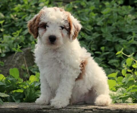 Fluffy white and tan Cavapoo puppy sitting on a wooden surface surrounded by leafy greenery, gazing softly into the camera with a calm and curious expression.