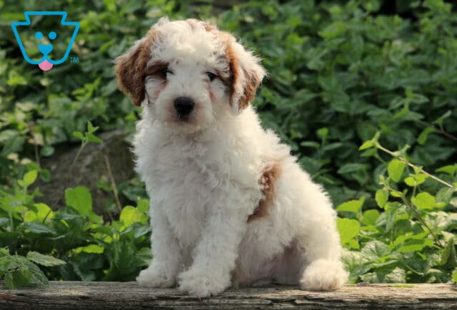 Fluffy white and tan Cavapoo puppy sitting on a wooden surface surrounded by leafy greenery, gazing softly into the camera with a calm and curious expression. image