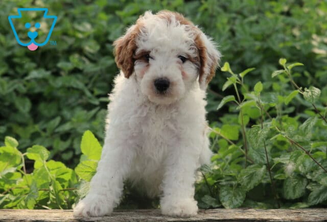 Adorable white Cavapoo puppy with tan markings stands on a wooden surface in front of vibrant green foliage, gazing sweetly at the camera. image
