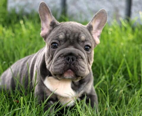 French Bulldog puppy with a blue and tan coat and white chest sits facing the camera in thick green grass, gazing with a curious expression.