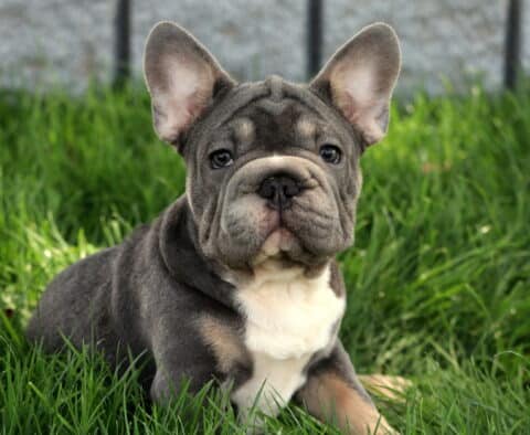 French Bulldog puppy with a soft blue and tan coat and white chest lies in the grass, staring directly ahead with an alert and calm expression.