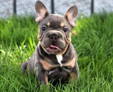 Playful French Bulldog puppy with a blue and tan coat sits in the grass with its tongue slightly sticking out and ears perked up, looking straight ahead.