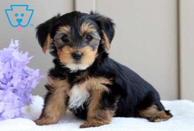 Adorable Yorkie puppy with a silky black and tan coat poses confidently on a white blanket next to a bunch of light purple flowers. image