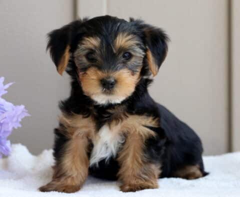 Sweet-faced Yorkie puppy sits attentively on a soft white blanket beside a bunch of lavender flowers, showing off its shiny black and tan coat.