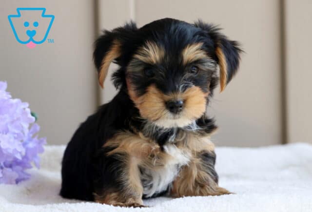 Sweet-faced Yorkie puppy sitting on a white blanket with fluffy tan and black fur, next to a bunch of soft purple flowers. image