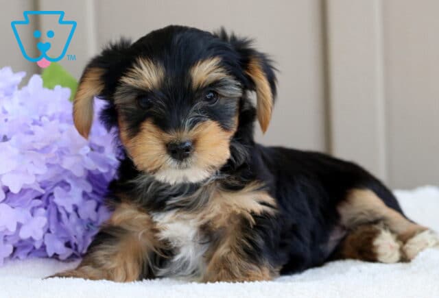 Adorable Yorkie puppy lying on a white blanket, surrounded by light purple flowers, looking sweetly at the camera with soft tan and black fur. image