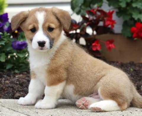 Tan and white Welsh Corgi Mix puppy with a white blaze on its face sitting on a sidewalk, with vibrant red and purple flowers blooming behind it.