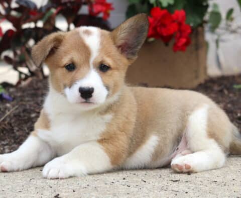Charming tan and white Welsh Corgi Mix puppy lying down on a sidewalk, with one ear standing tall and colorful red and purple flowers in the background.