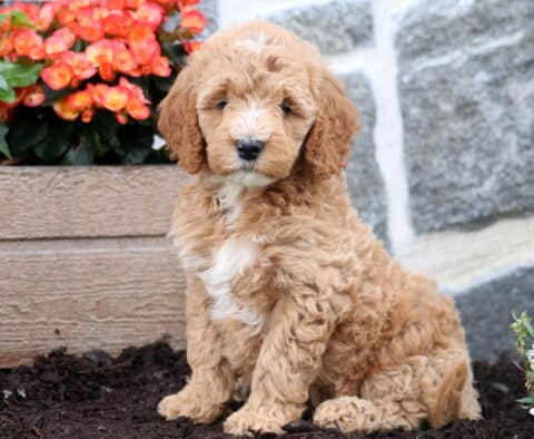 Fluffy Mini Goldendoodle puppy with light apricot curls and a white chest sits alertly in front of a stone wall and a planter filled with bright orange flowers.