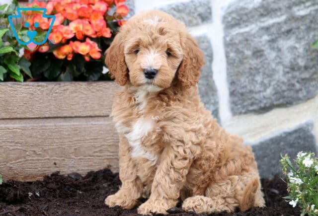 Fluffy Mini Goldendoodle puppy with light apricot curls and a white chest sits alertly in front of a stone wall and a planter filled with bright orange flowers. image