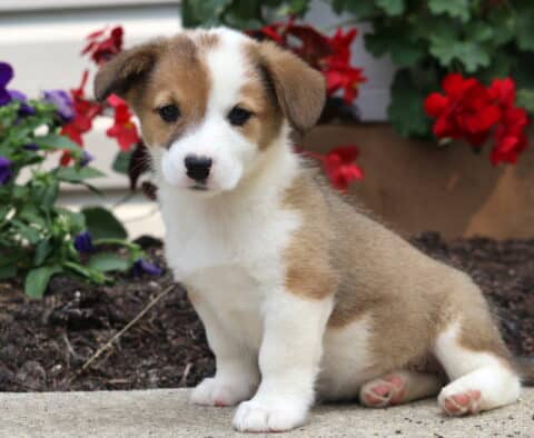 Sweet tan and white Welsh Corgi Mix puppy sitting upright on a sidewalk with a white blaze on its face, surrounded by blooming red and purple flowers.