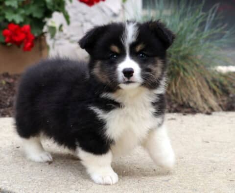 Fluffy tricolor Welsh Corgi Mix puppy with a white chest and blaze on its face standing on a sidewalk, with red flowers and ornamental grass in the background.