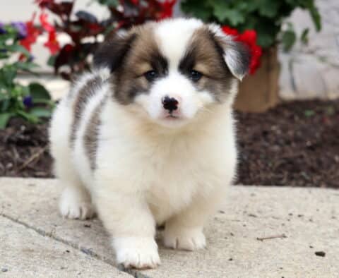 Fluffy Welsh Corgi Mix puppy with cream and brown markings standing on a sidewalk, looking into the camera with a curious expression and flowers in the background.