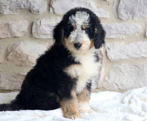 Mini Bernedoodle puppy with a curly black coat, white chest, tan legs, and a white blaze on its face, sitting on a white blanket in front of a light stone wall, looking sweetly at the camera.