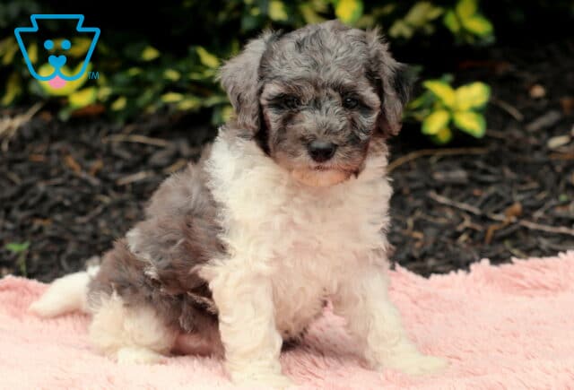 Curly-coated Cavapoo puppy with a mix of gray, black, and white fur sitting on a soft pink blanket in front of mulch and green shrubbery. image