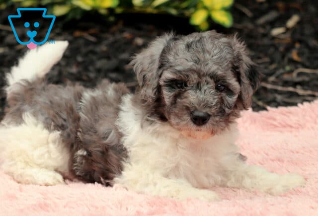 Adorable Cavapoo puppy with curly gray and white fur lying on a fuzzy pink blanket, gazing softly at the camera with a relaxed expression. image