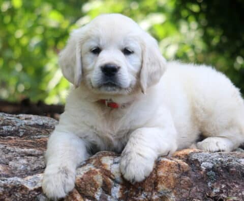 Fluffy English Cream Golden Retriever puppy with a red collar lies calmly on a rocky surface, gazing softly at the camera with a forested background behind.