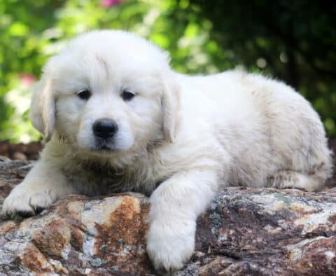 English Cream Golden Retriever puppy lying down on a large rock, gazing calmly at the camera with a serene expression and slightly messy fur.