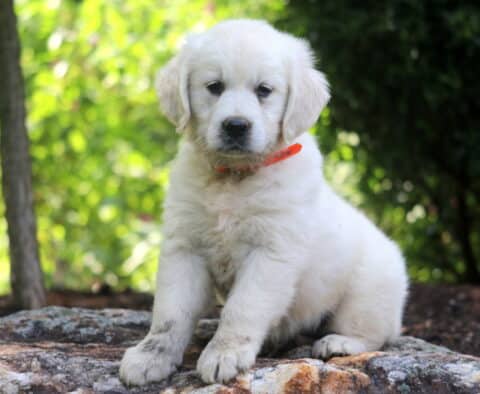 Fluffy English Cream Golden Retriever puppy with a soft ivory coat and an orange collar sits on a large rock, surrounded by lush greenery and dappled sunlight.