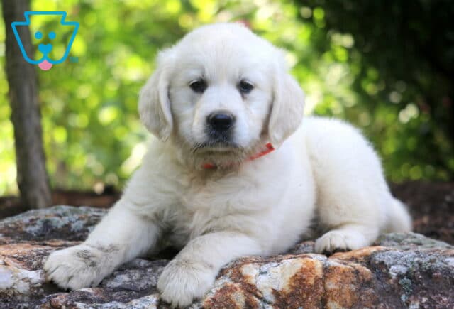 Adorable English Cream Golden Retriever puppy with a fluffy ivory coat and orange collar lies on a rock with a curious expression, surrounded by a vibrant green forest backdrop. image