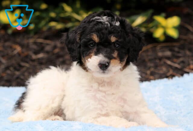 Cavapoo puppy with a curly black and white coat and tan highlights lying on a soft blue blanket, looking directly at the camera with a gentle gaze. image