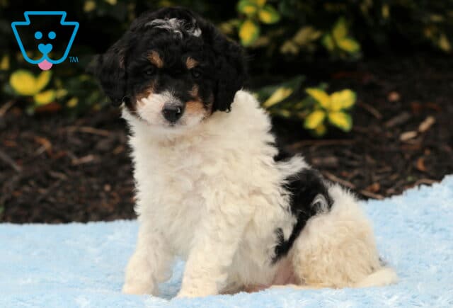 Adorable Cavapoo puppy with a fluffy white coat and black patches, including tan accents on the face, sitting on a light blue blanket in front of garden mulch and greenery. image