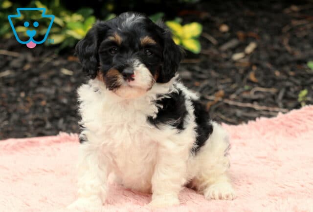 Cavapoo puppy with a fluffy black, white, and tan coat sitting on a soft pink blanket, looking forward with a gentle, curious expression. image