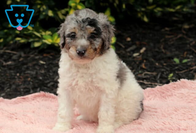 Tri-colored Cavapoo puppy with curly cream, gray, and tan fur sitting upright on a fluffy pink blanket in front of dark mulch and leafy green plants. image