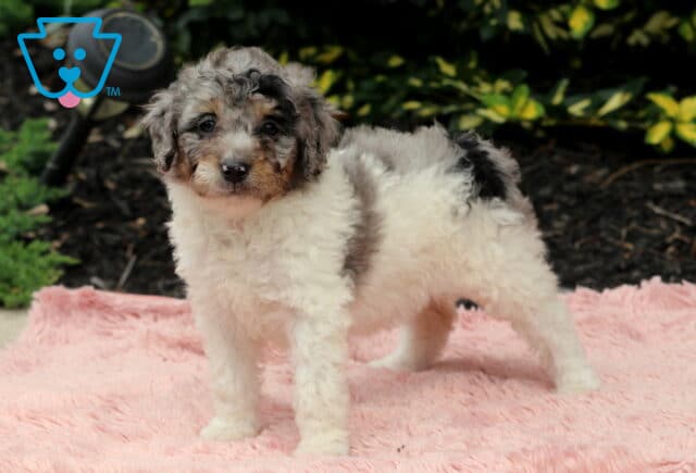 Standing Cavapoo puppy with a curly white coat and gray and black patches, posing on a pink fuzzy blanket in front of garden mulch and leafy green plants. image
