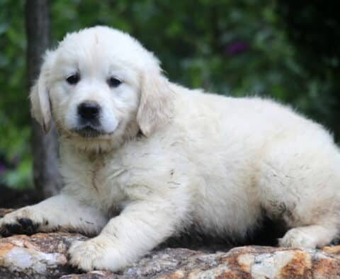 Creamy white English Cream Golden Retriever puppy lying on a rock, with slightly tousled fur and a calm expression, surrounded by a blurred green forest backdrop.