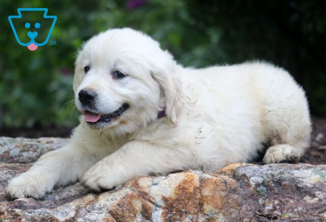 Fluffy English Cream Golden Retriever puppy lying on a large rock, looking to the side with its tongue slightly out, surrounded by lush green foliage in the background. image
