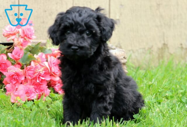 Fluffy black Mini Aussiedoodle puppy sitting in green grass beside bright pink flowers, gazing curiously at the camera with a soft, alert expression. image