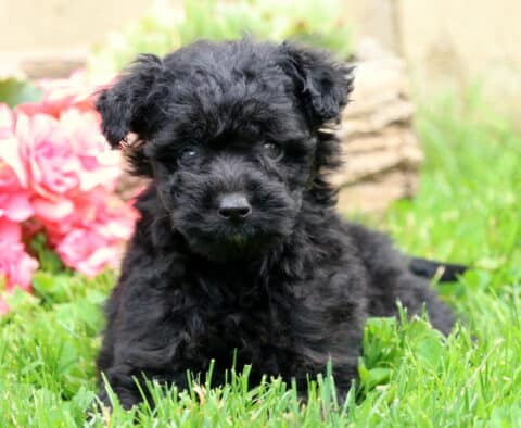 Black Mini Aussiedoodle puppy with a curly coat lying in the grass, looking directly at the camera with a curious expression, surrounded by pink flowers and greenery.
