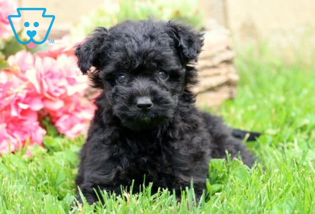 Black Mini Aussiedoodle puppy with a curly coat lying in the grass, looking directly at the camera with a curious expression, surrounded by pink flowers and greenery. image