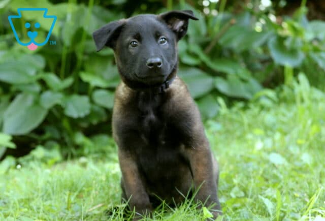 Adorable Belgian Malinois puppy with a dark, almost black face and a soft sable coat sits upright in a patch of green grass, with lush hosta plants filling the background. image