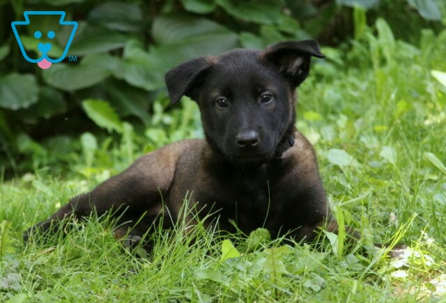 Relaxed Belgian Malinois puppy with a dark sable coat lies in a patch of sun-dappled grass, looking calmly at the camera with leafy greenery in the background. image
